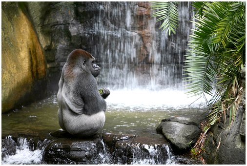Почему гориллы моют фрукты?