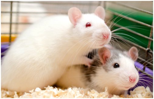 Почему крысы избегают причинения вреда своим собратьям?