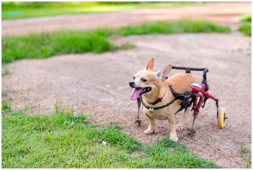 Как завести собаку с параличом нижних конечностей?