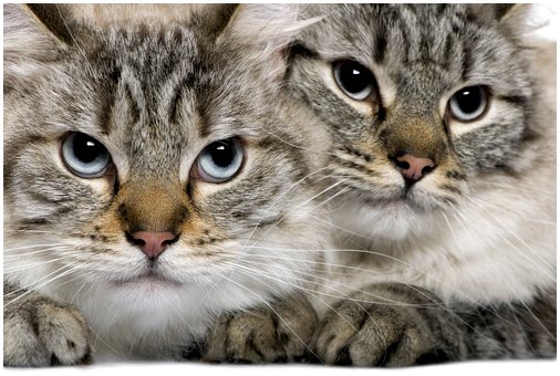 Звуки у кошек: что они означают