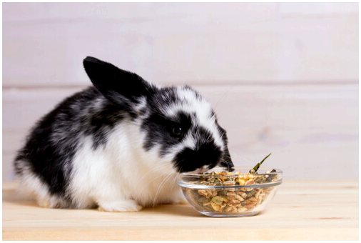 Сколько и когда нужно есть кролику?