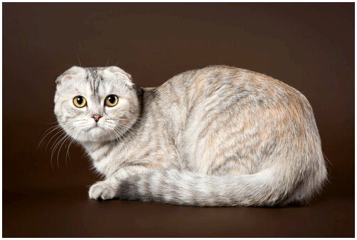 Скоттиш-фолд, кошка с приклеенными ушами