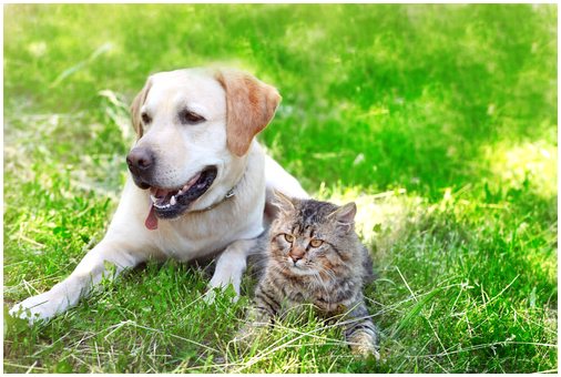 Собаки и кошки: лучшие образцы дружбы