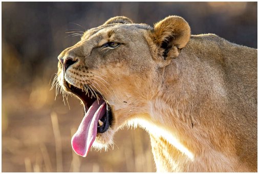 Спасенная львица возвращается в Африку