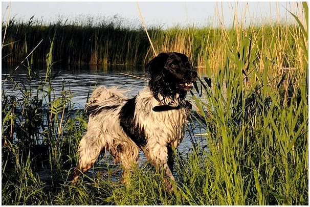 Фризская водяная собака или гончая: характеристика