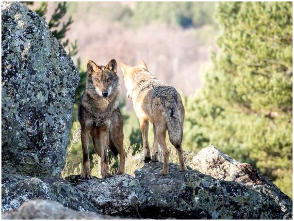 Три вида млекопитающих в Испании под угрозой исчезновения
