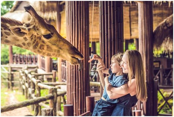 5 интересных фактов о языке жирафов