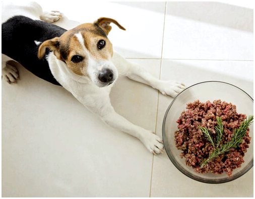 Высокобелковые диеты для собак: уход и советы
