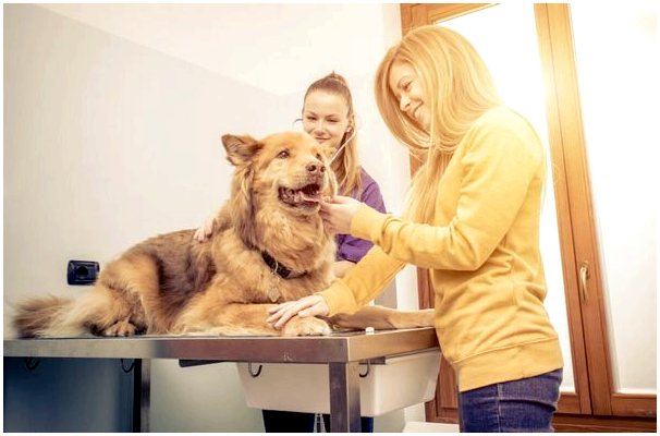 Опухоли потовых желез у домашних животных: симптомы и лечение