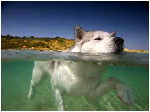 Знайте причины, по которым вашей собаке следует плавать