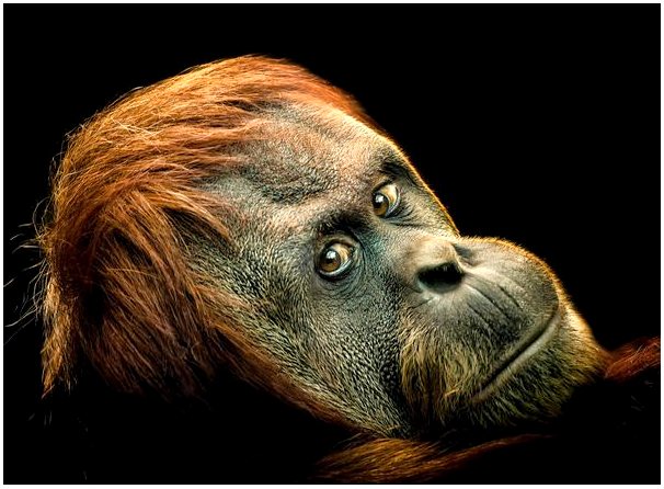 10 самых красивых млекопитающих, находящихся под критической угрозой исчезновения