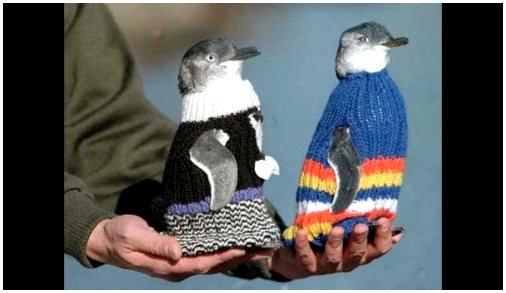 109-летний мужчина вяжет маленькие свитера в помощь пингвинам