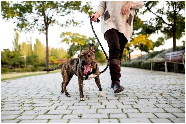 4 последствия отказа от прогулки с собакой