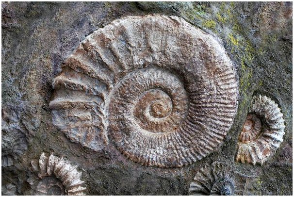 Nectocaris pteryx: дед головоногих моллюсков 500 миллионов лет назад