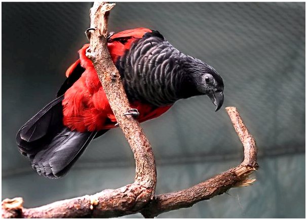 5 характеристик орлиного попугая
