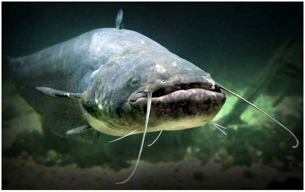 5 крупнейших пресноводных рыб в мире