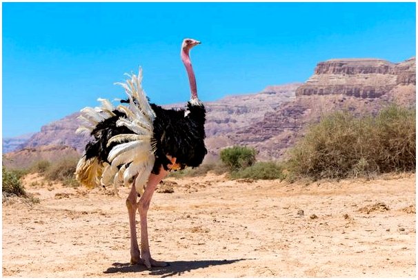 5 любопытных фактов о страусах