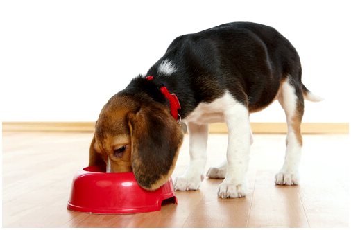 Сколько блюд должна есть ваша собака?