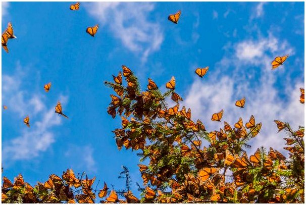 Миграция бабочки монарх