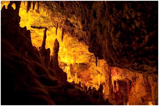 6 животных найдены в пещере Мовиле