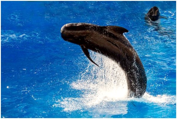 9 забавных фактов о пилотном ките