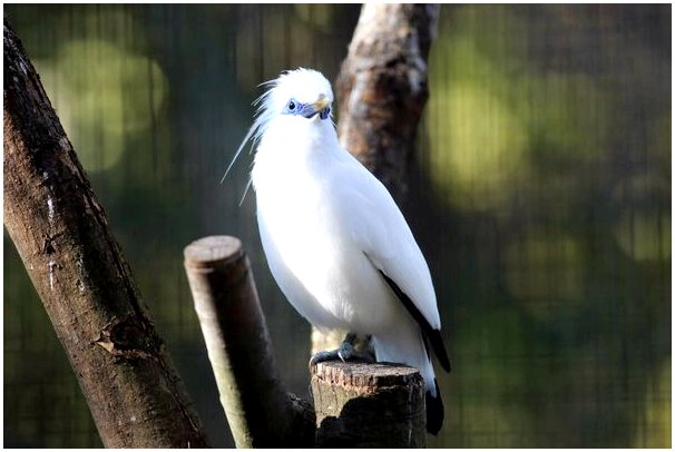 Балийский скворец: красивая птица, находящаяся под угрозой исчезновения