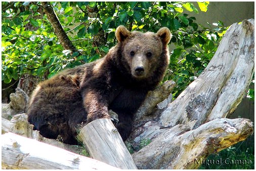 Во Флориде погибло более 200 черных медведей