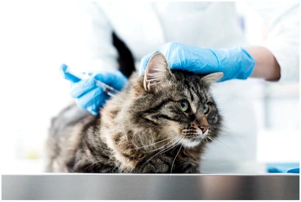 Какие вакцины нужны кошкам?