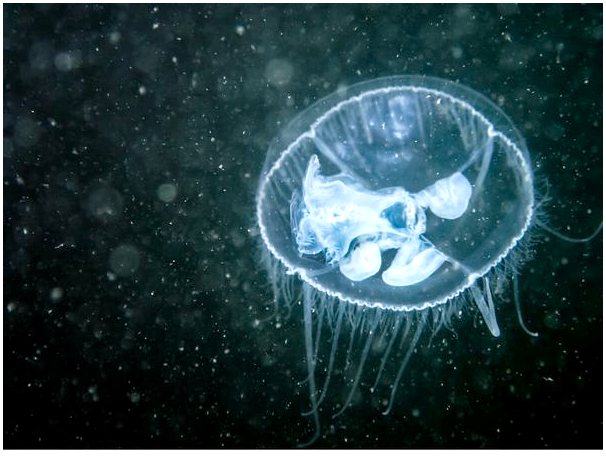 Craspedacusta sowerbyi: пресноводная медуза, населяющая воды мира.
