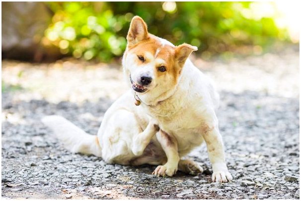 Два кожных заболевания у собак с совершенно противоположными частотами