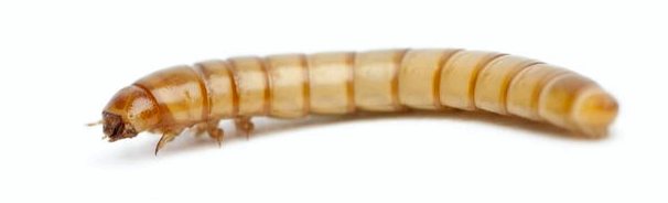 Есть ли черви, которые едят пластик?