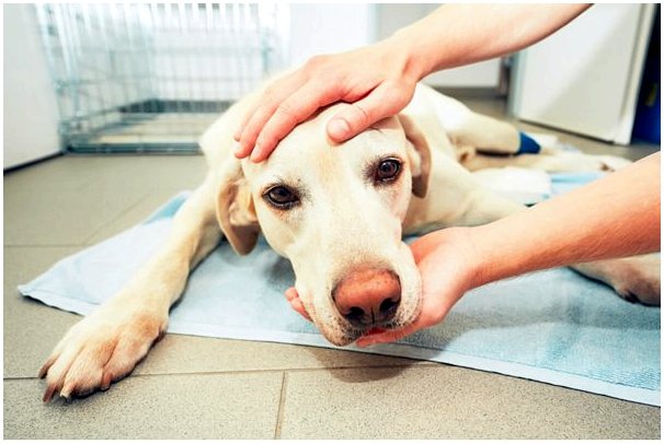 Анкилостомы у собак: симптомы и лечение