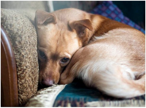 Инфекционный трахеобронхит у собак: причины, симптомы и лечение
