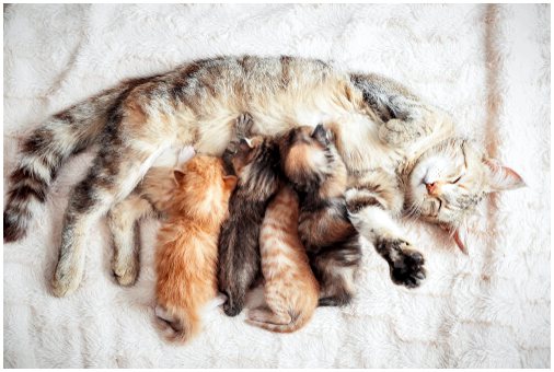 Интересные факты о беременности у кошек