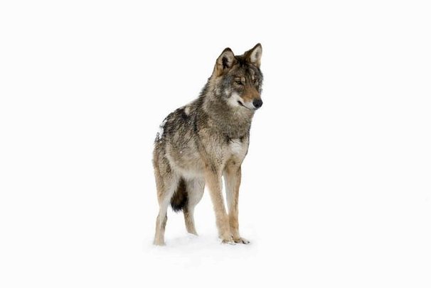 Йеллоустон: Изменил ли серый волк русло рек?