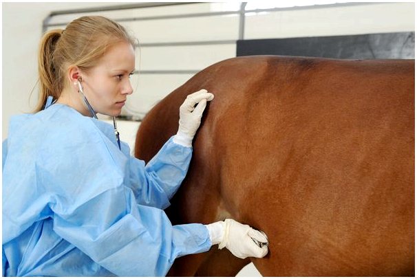 Две болезни лошадей под официальным контролем