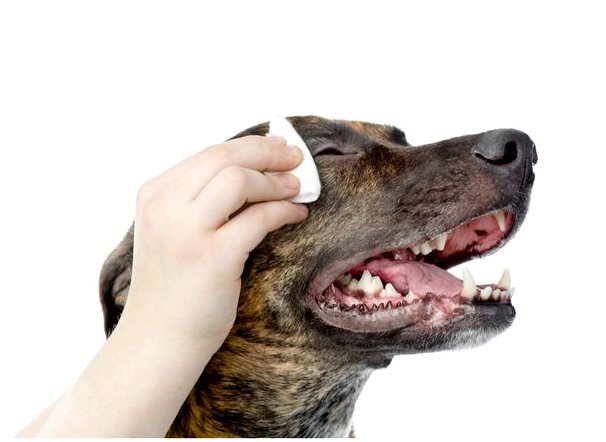 Как правильно чистить глаза собакам