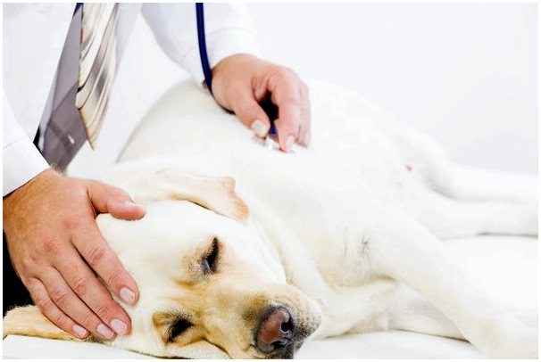 Как ухаживать за собакой при пневмонии?
