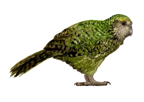 Какапо: птица 2020 года в Новой Зеландии