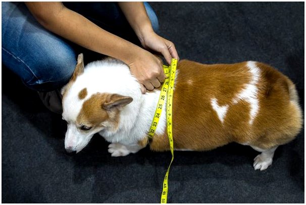 Какие методы лечения использовать у собак с избыточным весом?