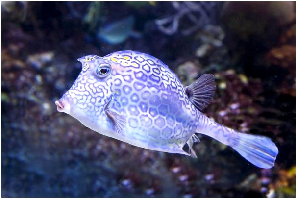 Коробчатая рыба: характеристики самой квадратной рыбы в мире