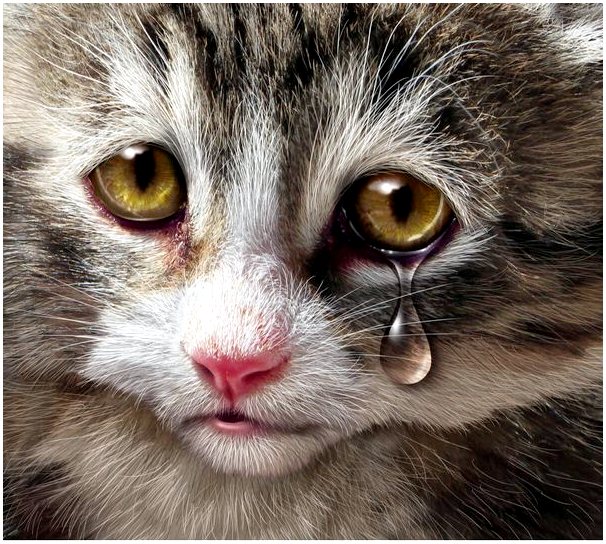 Кошки плачут?