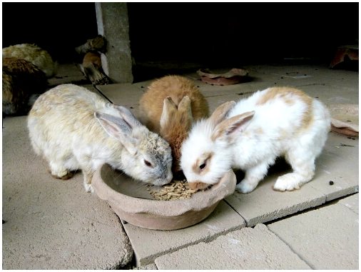 Важен ли запах для новорожденных кроликов?