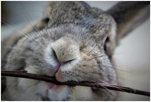 Кролики и шпинат: 4 вещи, о которых нужно помнить