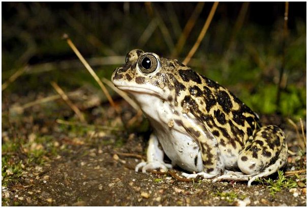Лопатовые жабы: типы, среда обитания и характеристики