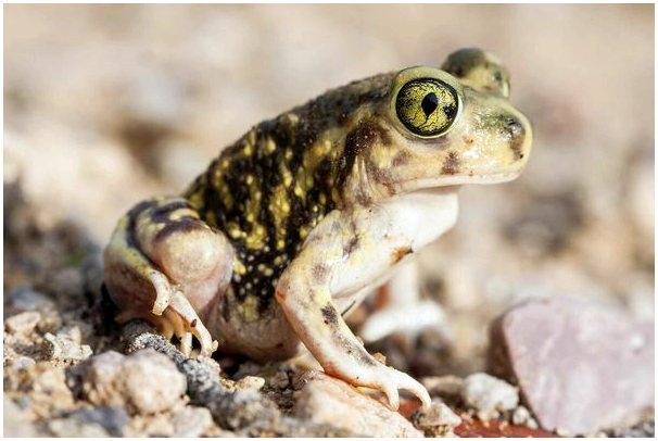 Лопатовые жабы: типы, среда обитания и характеристики