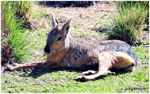 Мара или патагонский заяц: характеристики, поведение и среда обитания