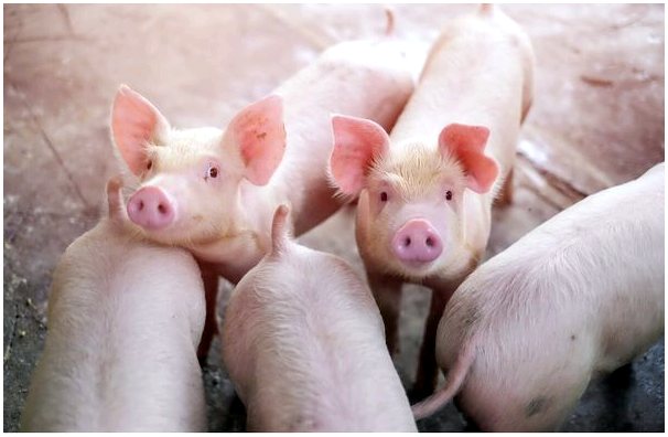 Болезнь Ауески: важно для кабанов или только свиней?