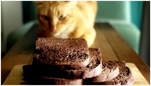 Может ли шоколад быть токсичным для кошек?