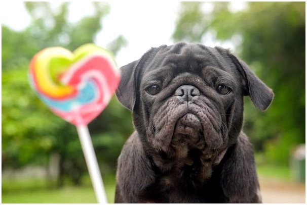 Опасны ли сладости для собак?